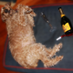 Illustration for article titled Shooting Challenge: Happy New Years Gallery